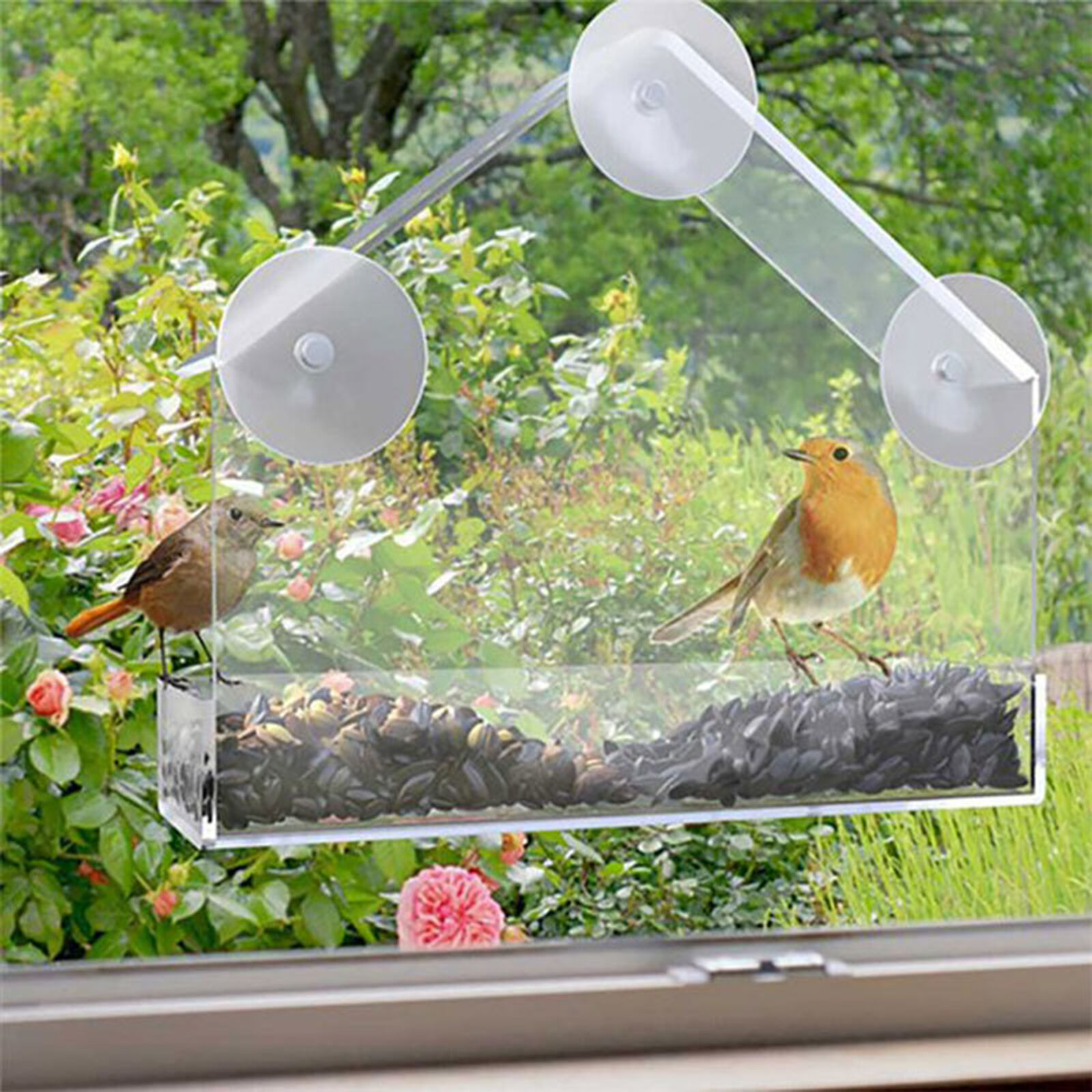 Mangeoire de fenêtre en acrylique pour rouge-gorge