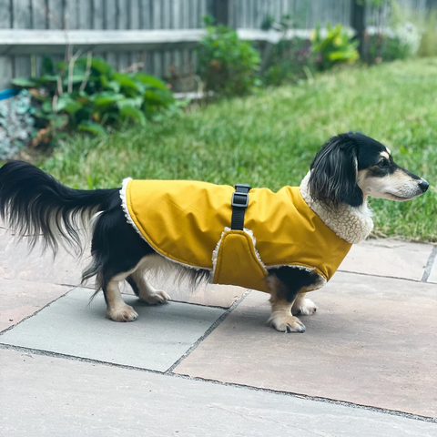 Manteau chien online teckel