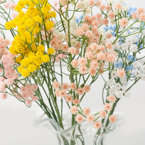 Wholesale gypsophila flower To Decorate Your Environment 