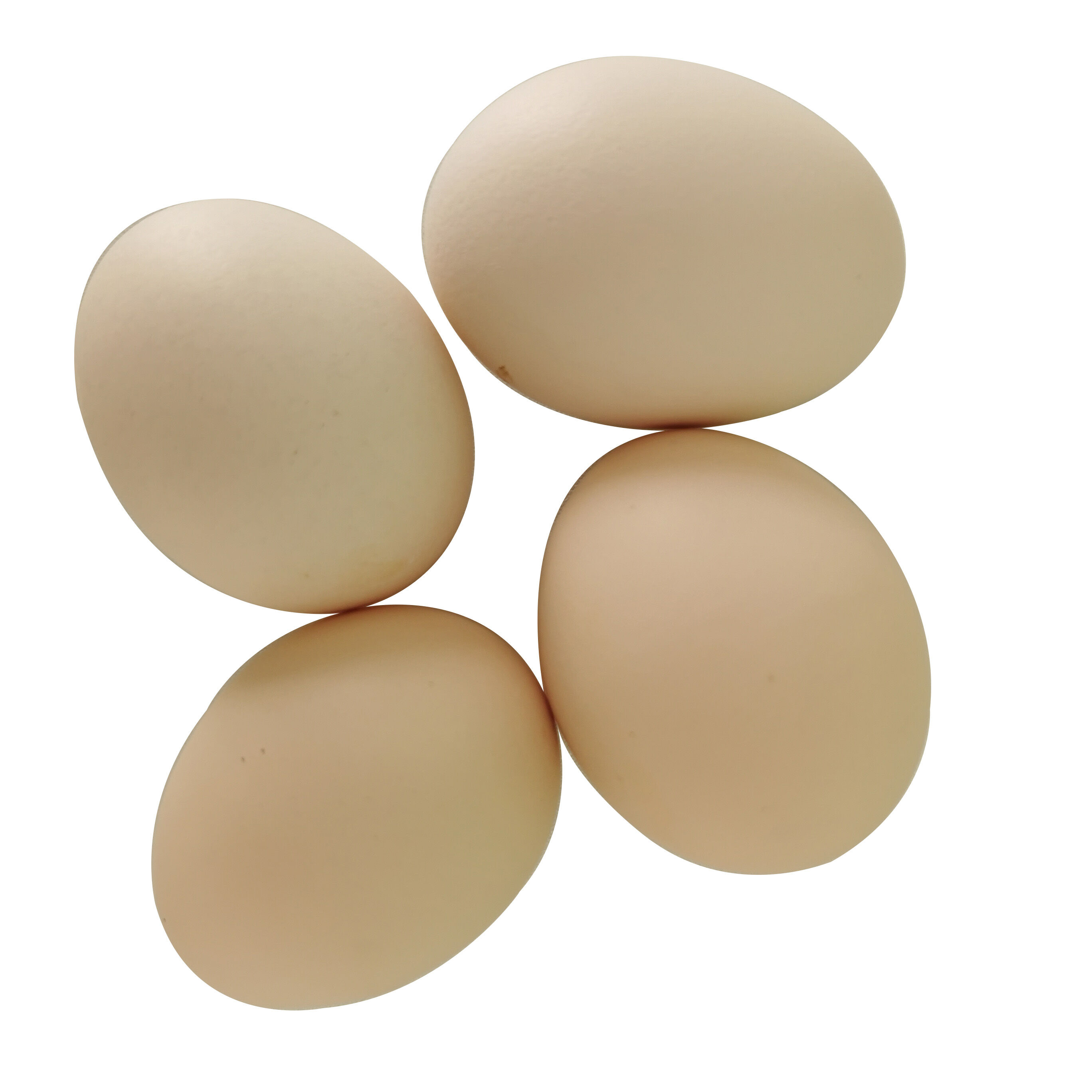 Bulk Buy United Kingdom Wholesale Wholesale Fresh Table Chicken Eggs ...