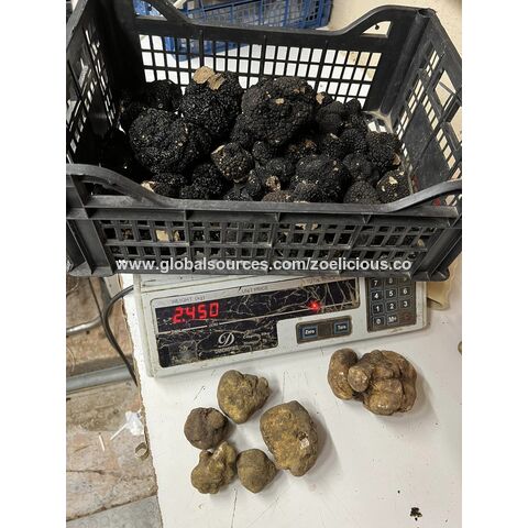 Buy Wholesale Canada Wholesale Fresh White Truffles From Italy & Fresh Truffles at USD 600 - Global Sources