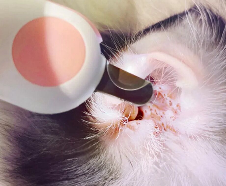 New Design Pet Dog Cat Nail Clippers Pet Nail Clipper Grooming