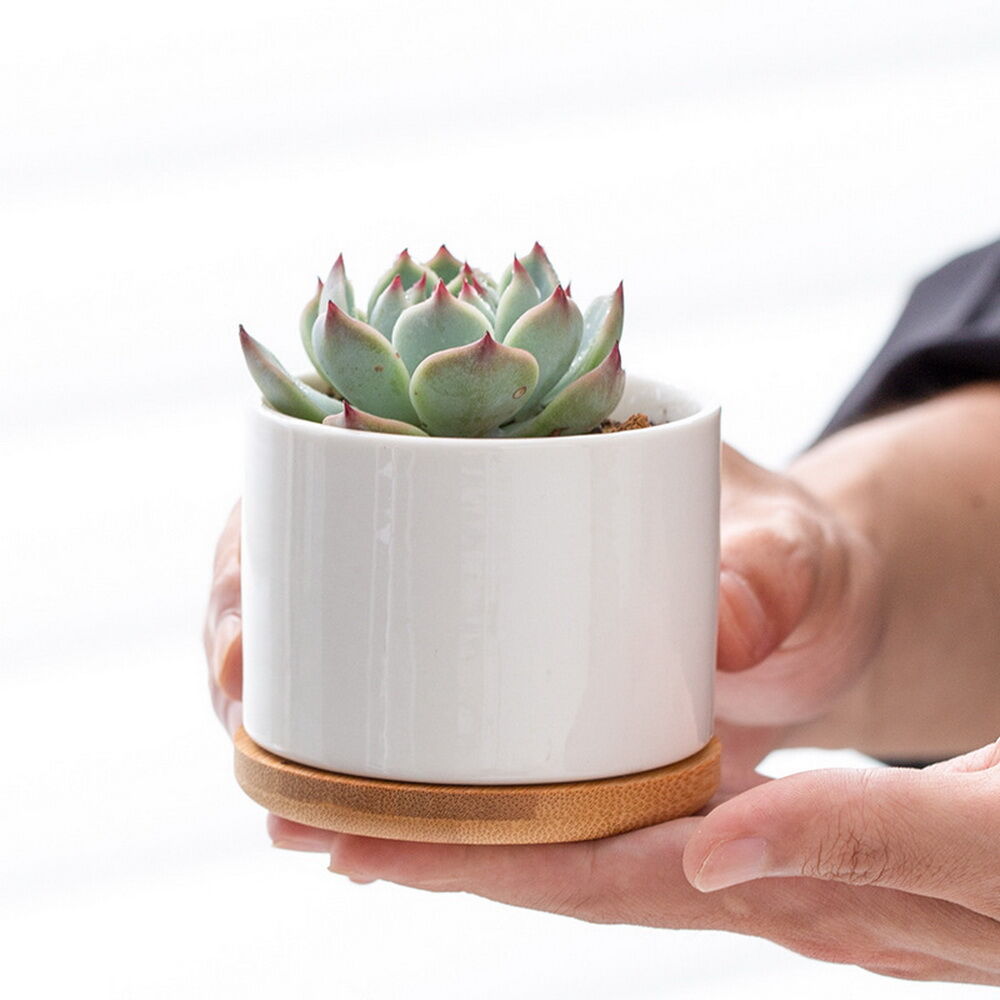 White Round Ceramic Succulent Planter Pot With Bamboo Tray, Animal ...