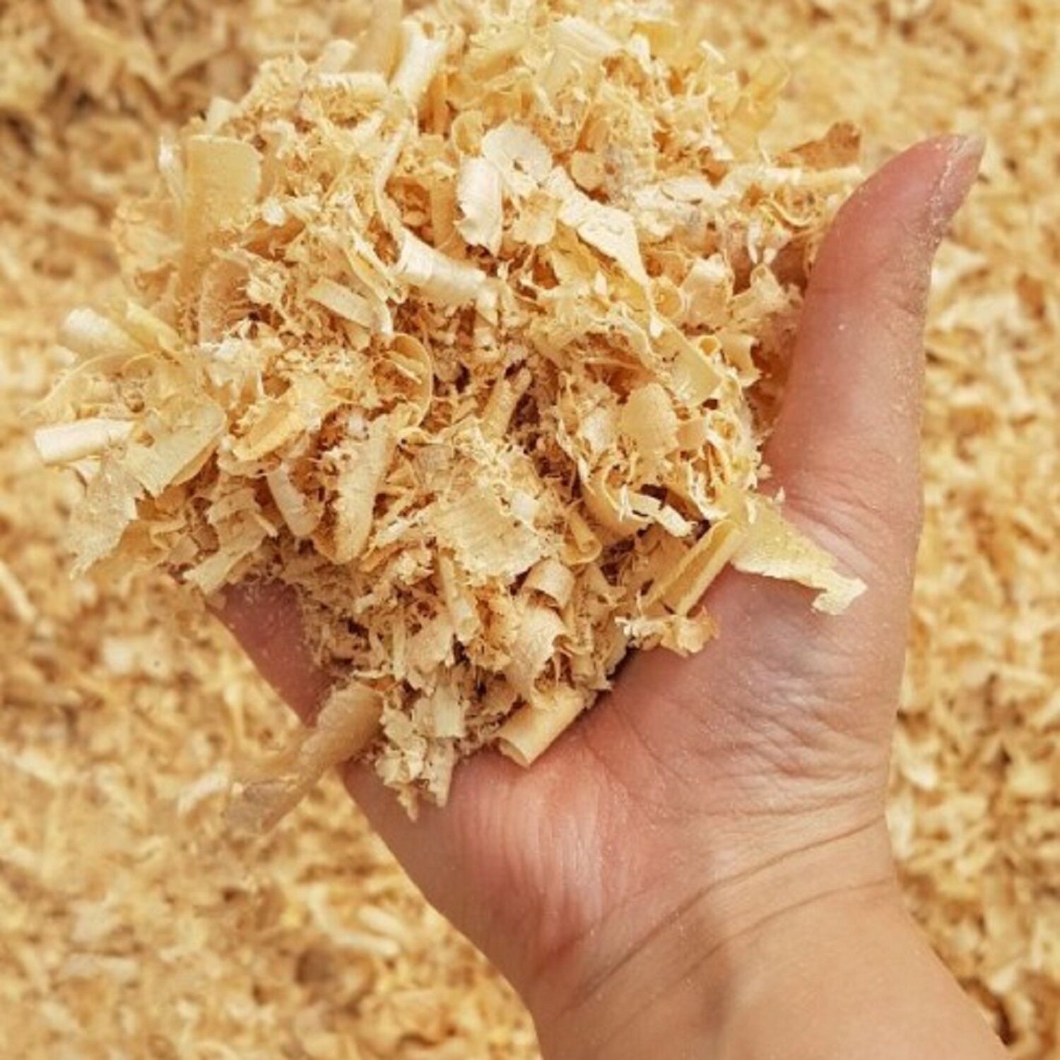 Affordable Price Wood Shavings / Wood Shavings For Horse Bedding Ready ...