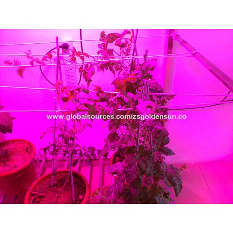 Precio de fábrica COB LED luz de cultivo espectro completo todas las etapas de cultivo de plantas impermeables para caja de tienda