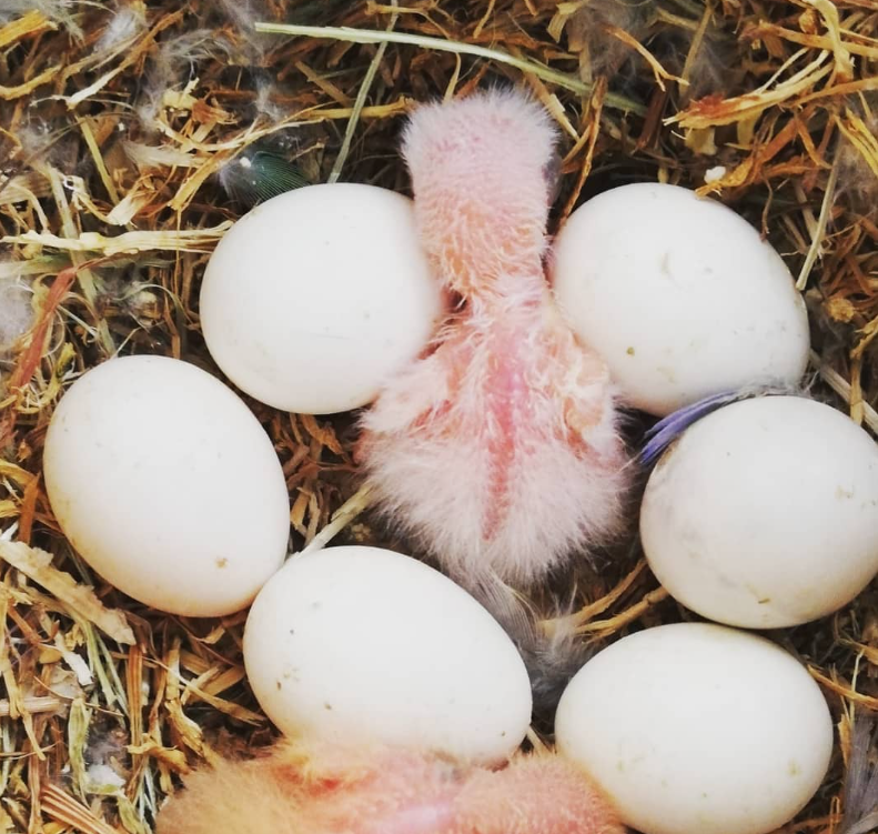 Compre Huevos De Loro De Calidad Premium A La Venta - Criadero De Aves ...