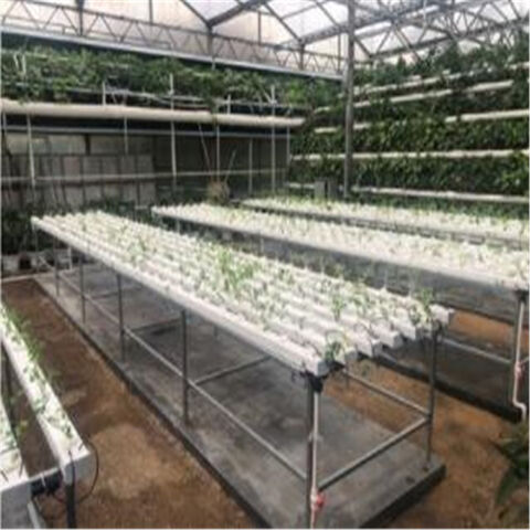Système de Culture Hydroponique NFT en PVC pour Serre, Cultivant de la Laitue en Intérieur