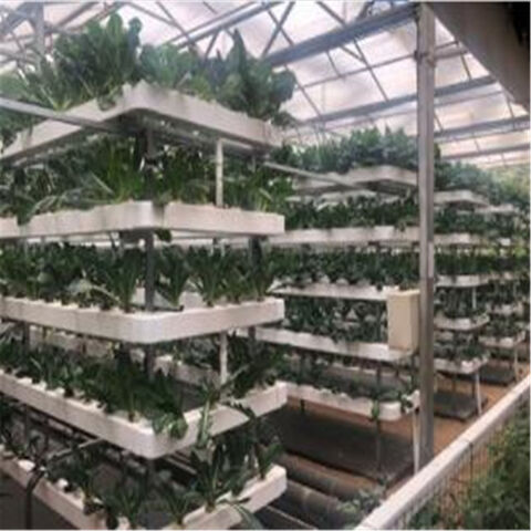 Système de Culture Hydroponique NFT en PVC pour Serre, Cultivant de la Laitue en Intérieur