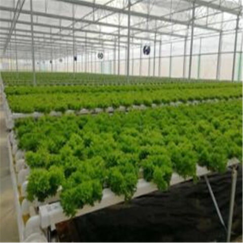 Système de Culture Hydroponique NFT en PVC pour Serre, Cultivant de la Laitue en Intérieur
