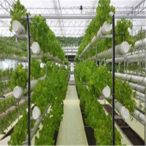Système de Culture Hydroponique NFT en PVC pour Serre, Cultivant de la Laitue en Intérieur