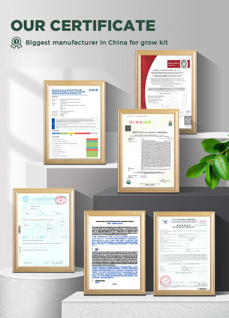 Factory Direct High Quality China Wholesale Click Grow White Indoor