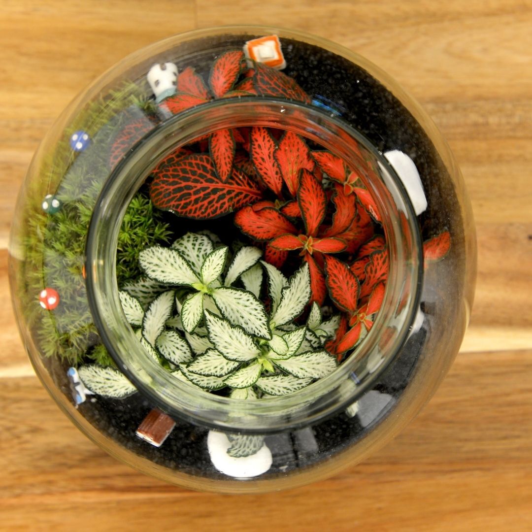 Manufacture Closed Glass Container H 18 Cm Oxford Diy Terrarium Kit For ...