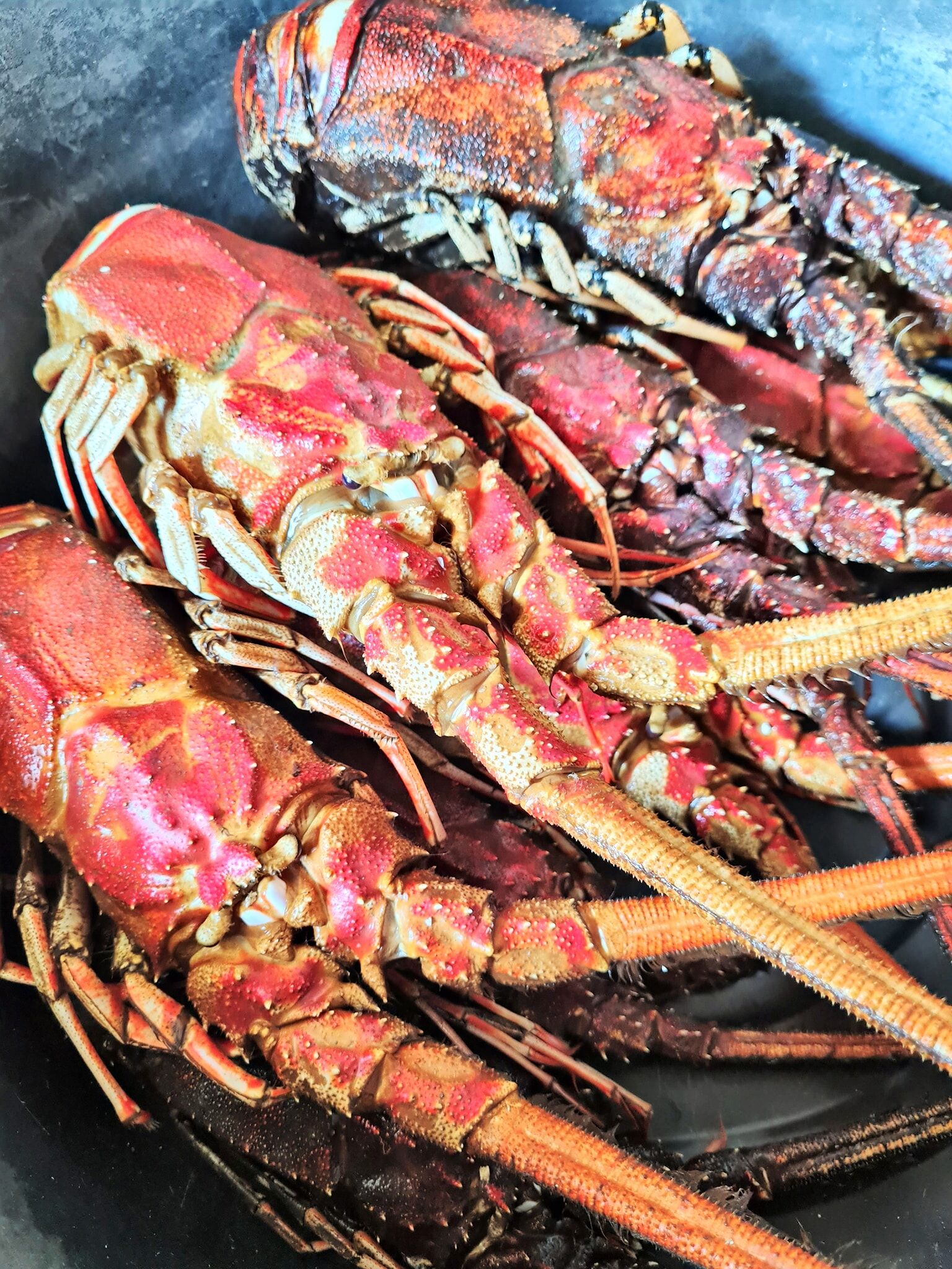 Live Lobster, Spiny Lobster, Frozen Lobsters Suppliers / Frozen ...