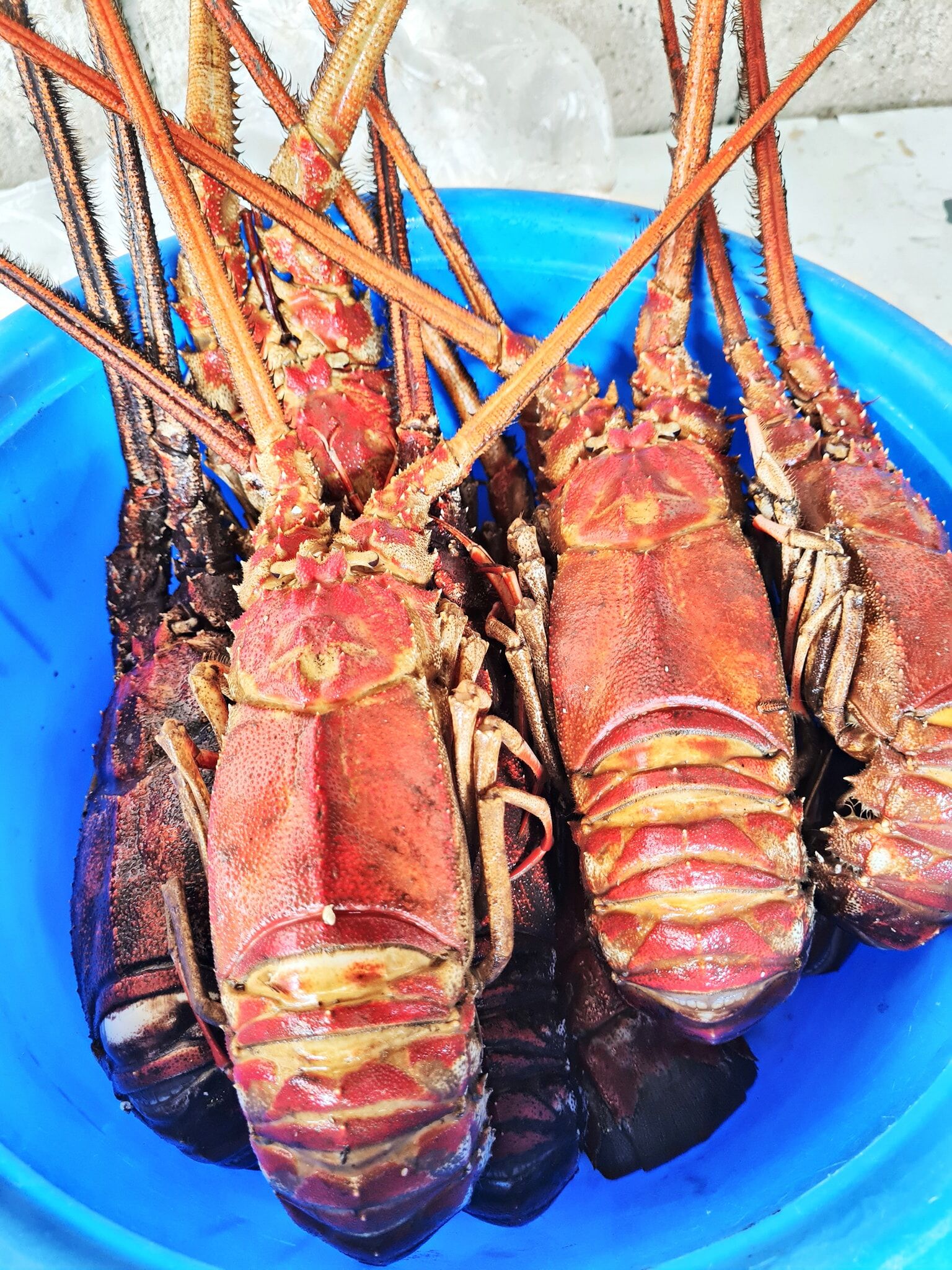 Seafood Fresh And Frozen Lobster, Frozen Lobster, Frozen Lobster Tails ...