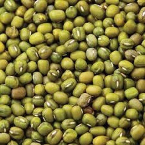 Proveedor Mayorista de Lentejas Mungo Verdes Frescas a Granel / Lentejas Moong Enteras de Alta Calidad al por Mayor, Naturales y Grandes