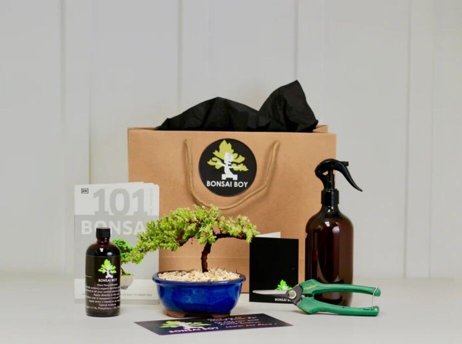 Wholesale High Quality Bonsai Tree Care Kit Juniper Leo 16cm For Gardeners China Wholesale