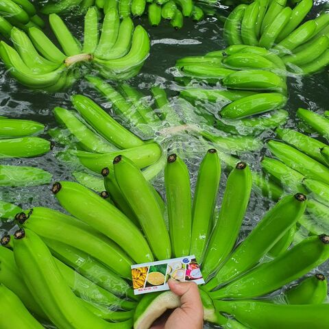 Banana Cavendish Orgânica Para Venda / Banana Verde Orgânica Atacado / Comprar Banana Cavendish de Qualidade Grau A+ Para Venda a Granel