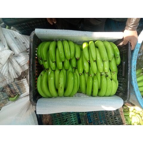 Bananes Fraîches Cavendish Vertes / Bananes Plantains Tropicales Bananes Vertes Fraîches Cavendish Fruits Frais