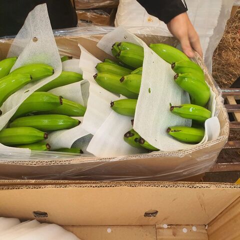 Banana Cavendish Orgânica Para Venda / Banana Verde Orgânica Atacado / Comprar Banana Cavendish de Qualidade Grau A+ Para Venda a Granel