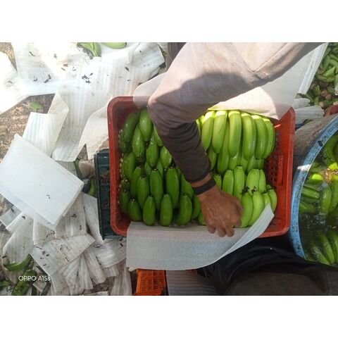 Banana Cavendish Orgânica Para Venda / Banana Verde Orgânica Atacado / Comprar Banana Cavendish de Qualidade Grau A+ Para Venda a Granel