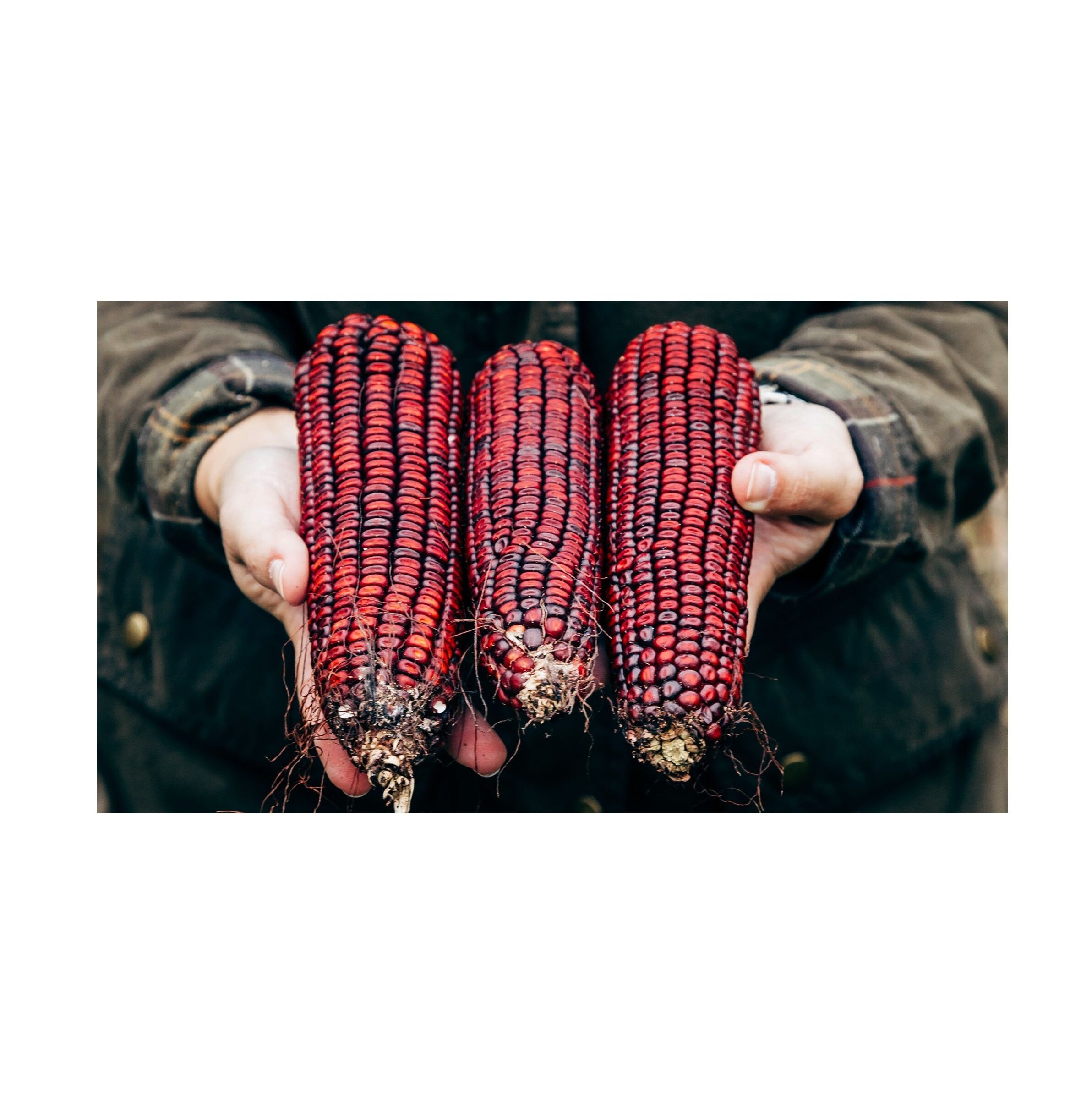 Bulk Buy United Kingdom Wholesale Red Corn For Human Consumption Non ...
