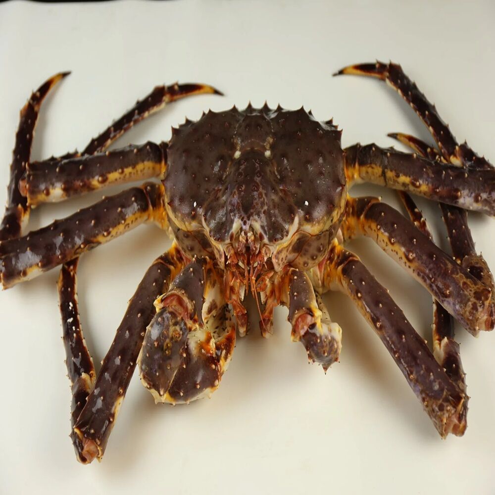 Wholesale Whole Alaskan Legs Norwegian Soft Shell Crabs Mud Crabs Red