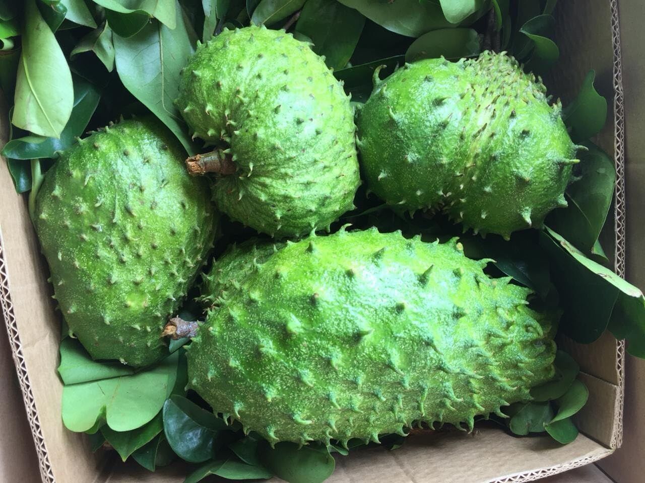 Fresh Soursop To Your Diet Delivers Essential Vitamins And Nutrients