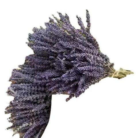 Grosir Buket Lavender Kering 260 Bunga Lavender Kering Alami Tanaman Dekorasi Rumah
