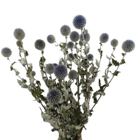 Grosir Buket Thistle Globe Kering 8 Kepala - Tanaman Bunga Kering Biru Alami Dekorasi Rumah