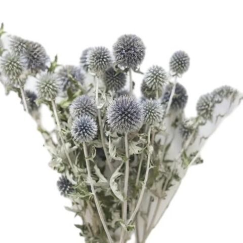 Grosir Buket Thistle Globe Kering 8 Kepala - Tanaman Bunga Kering Biru Alami Dekorasi Rumah