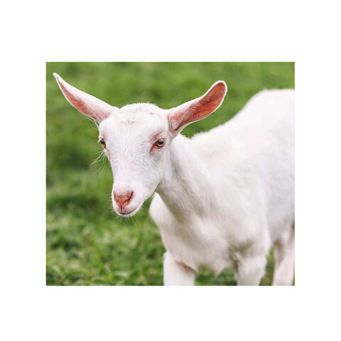 Original raza Saanen leche cabras para la venta