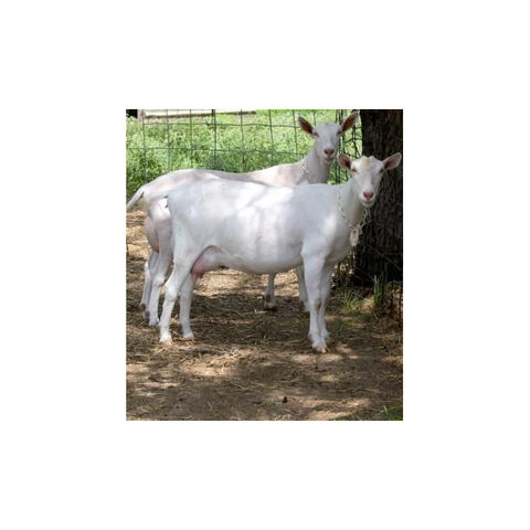 Original raza Saanen leche cabras para la venta