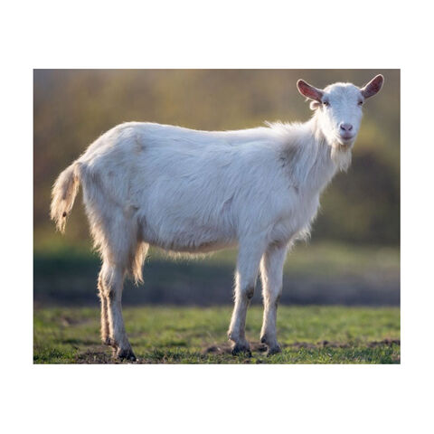Original raza Saanen leche cabras para la venta