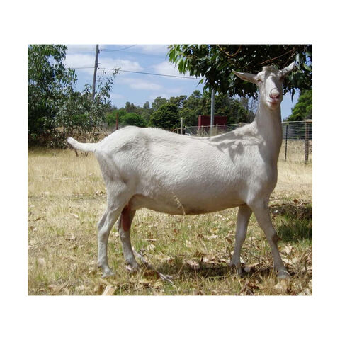 Original raza Saanen leche cabras para la venta
