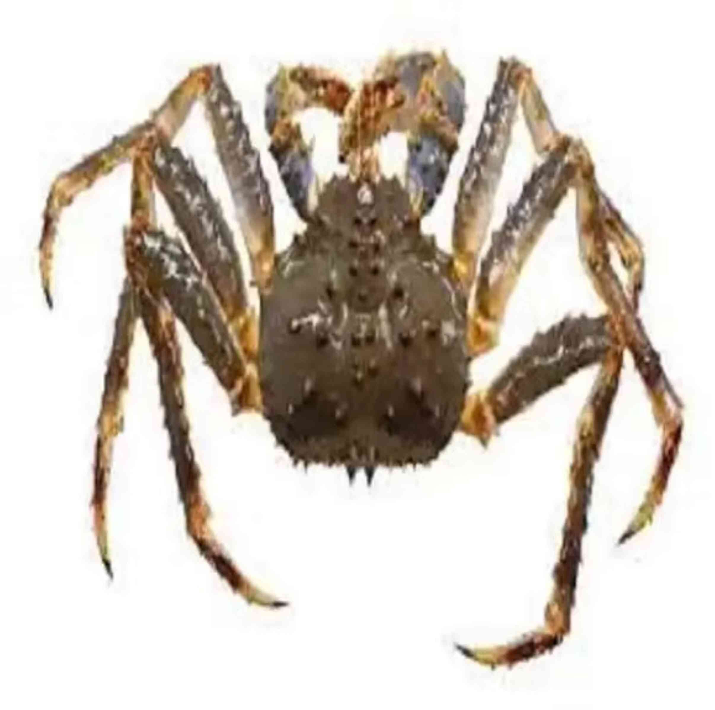 Butterfly Blue Style Live King Crab Fresh Red King Crab Fresh/frozen