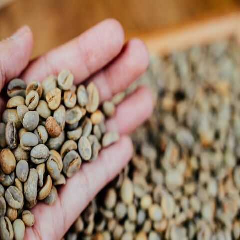 Exótico y Sabroso | Café en Grano Arábica (Coffea Arabica) Grano Entero | Los Mejores Granos de Café Tostados Online