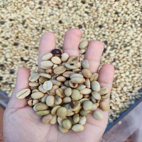 Exótico y Sabroso | Café en Grano Arábica (Coffea Arabica) Grano Entero | Los Mejores Granos de Café Tostados Online