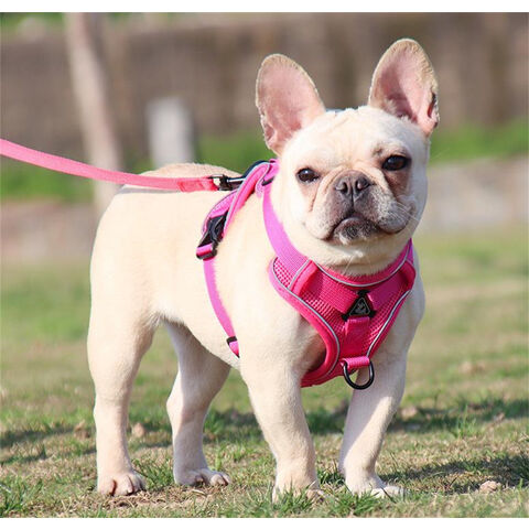 Nuevos productos para mascotas: Cómoda correa para perros, transpirable, colorida, para pasear perros, arnés para mascotas.