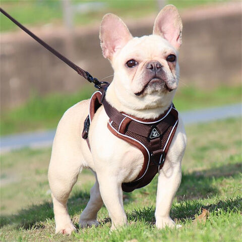 Nuevos productos para mascotas: Cómoda correa para perros, transpirable, colorida, para pasear perros, arnés para mascotas.