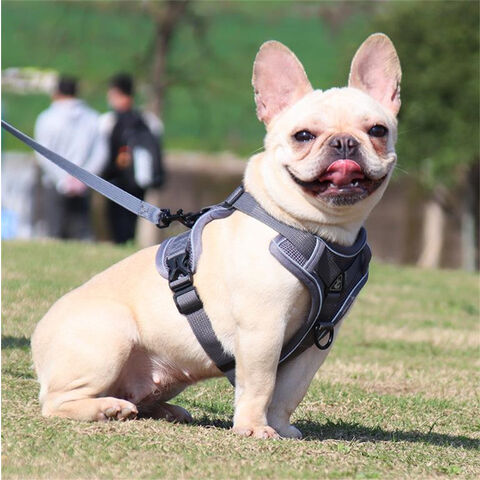Nuevos productos para mascotas: Cómoda correa para perros, transpirable, colorida, para pasear perros, arnés para mascotas.