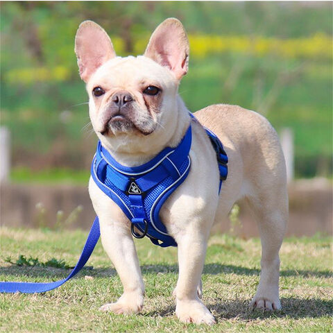 Nuevos productos para mascotas: Cómoda correa para perros, transpirable, colorida, para pasear perros, arnés para mascotas.