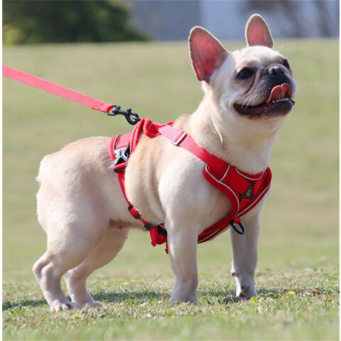 Nuevos productos para mascotas: Cómoda correa para perros, transpirable, colorida, para pasear perros, arnés para mascotas.