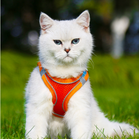 Arnés y Correa para Gatos y Perros Reflectante de Alta Calidad, Novedad 2022 - Ideal para Paseos Seguros