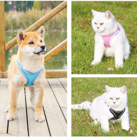 Arnés y Correa para Gatos y Perros Reflectante de Alta Calidad, Novedad 2022 - Ideal para Paseos Seguros