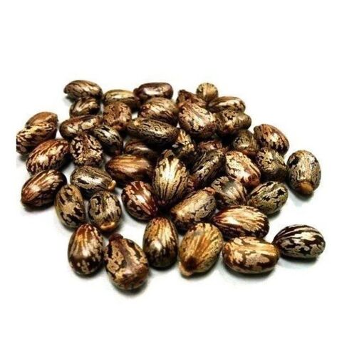 بذور الخروع وزيت الخروع. بيع بالجملة والكميات الكبيرة. بذور الخروع البنية المجففة. رخيصة جدا وشحن مجاني.