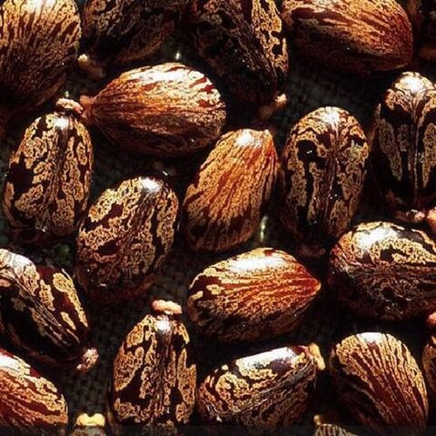 بذور الخروع وزيت الخروع. بيع بالجملة والكميات الكبيرة. بذور الخروع البنية المجففة. رخيصة جدا وشحن مجاني.
