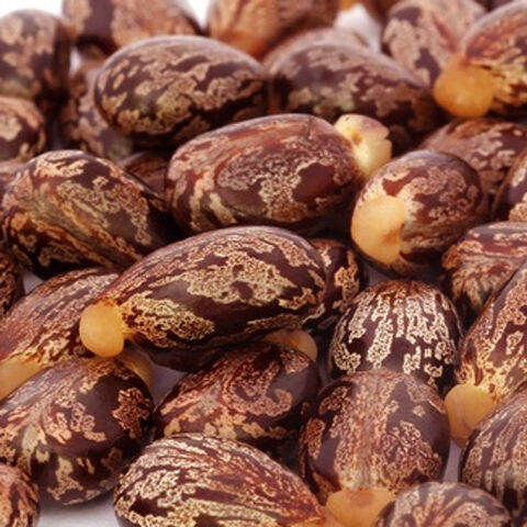 بذور الخروع وزيت الخروع. بيع بالجملة والكميات الكبيرة. بذور الخروع البنية المجففة. رخيصة جدا وشحن مجاني.