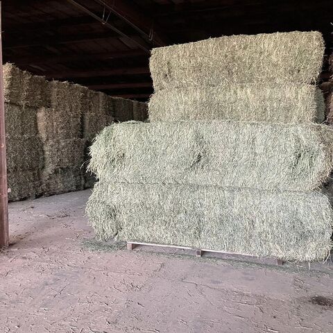 Heno de Alfalfa de Calidad Premium para Alimentación Animal En Stock al Mejor Precio para Ganadería y Agricultura Compre Ahora para Entrega Rápida y Bajo Costo