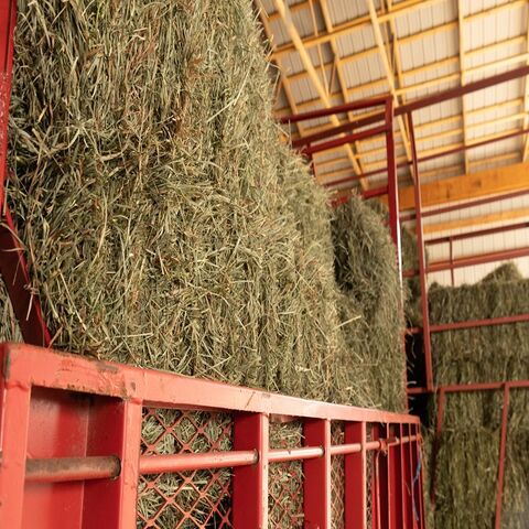 Heno de Alfalfa de Calidad Premium para Alimentación Animal En Stock al Mejor Precio para Ganadería y Agricultura Compre Ahora para Entrega Rápida y Bajo Costo