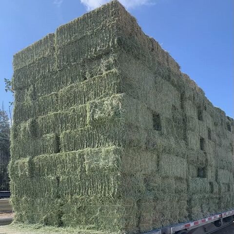 Heno de Alfalfa de Calidad Premium para Alimentación Animal En Stock al Mejor Precio para Ganadería y Agricultura Compre Ahora para Entrega Rápida y Bajo Costo